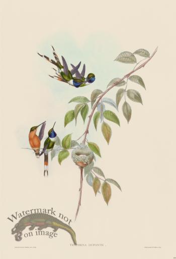 Gould Hummingbird 158
